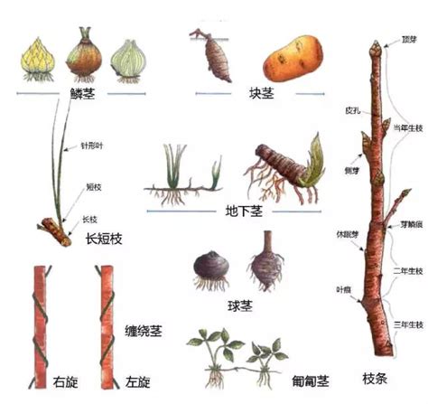 地下莖植物有哪些